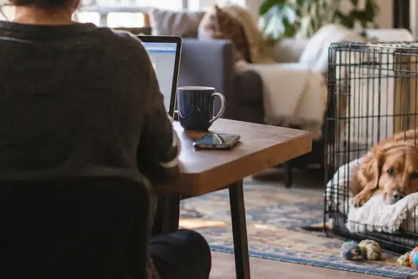 Your First Solo Errand: A Low-Stress Practice Plan for Leaving Your New Dog Home