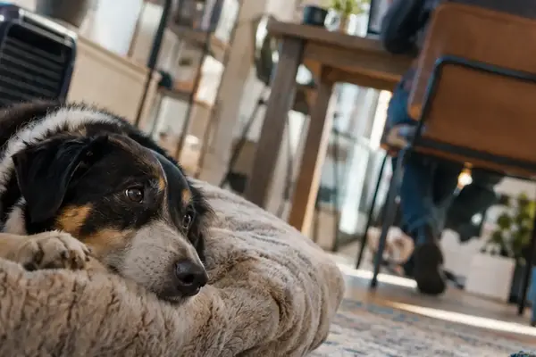 After the Outburst: Mapping Your Reactive Dog’s Recovery Time